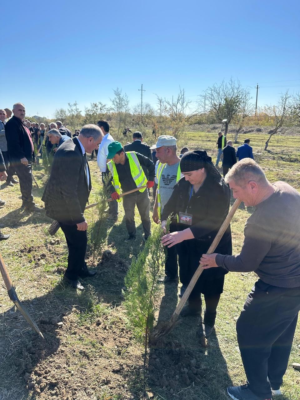 Beyləqanda növbəti ağacəkmə aksiyası keçirilib - FOTOLAR